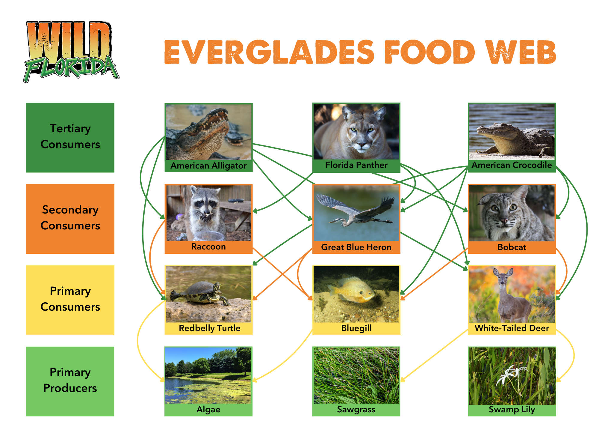 The Everglades Food Web A Unique Ecosystem